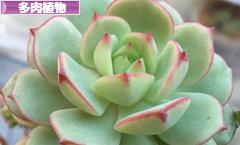 にほんブログ村 花・園芸ブログ 多肉植物へ