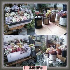 にほんブログ村 花・園芸ブログ 多肉植物へ