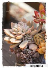 にほんブログ村 花・園芸ブログ 多肉植物へ