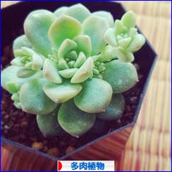 にほんブログ村 花・園芸ブログ 多肉植物へ