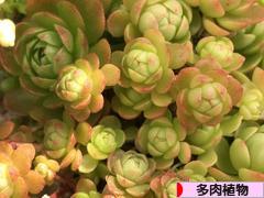 にほんブログ村 花・園芸ブログ 多肉植物へ