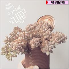 にほんブログ村 花・園芸ブログ 多肉植物へ