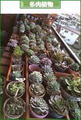 にほんブログ村 花・園芸ブログ 多肉植物へ