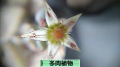 にほんブログ村 花・園芸ブログ 多肉植物へ