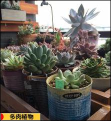 にほんブログ村 花・園芸ブログ 多肉植物へ