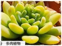 にほんブログ村 花・園芸ブログ 多肉植物へ