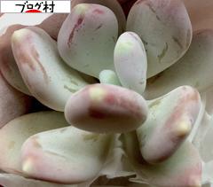 にほんブログ村 花・園芸ブログ 多肉植物へ