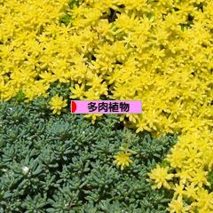 にほんブログ村 花・園芸ブログ 多肉植物へ