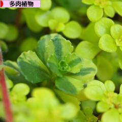 にほんブログ村 花・園芸ブログ 多肉植物へ