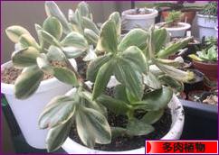 にほんブログ村 花・園芸ブログ 多肉植物へ