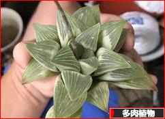 にほんブログ村 花・園芸ブログ 多肉植物へ
