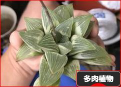 にほんブログ村 花・園芸ブログ 多肉植物へ