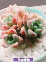 にほんブログ村 花・園芸ブログ 多肉植物へ