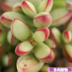 にほんブログ村 花・園芸ブログ 多肉植物へ