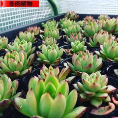 にほんブログ村 花・園芸ブログ 多肉植物へ