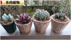 にほんブログ村 花・園芸ブログ 多肉植物へ