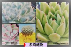 にほんブログ村 花・園芸ブログ 多肉植物へ