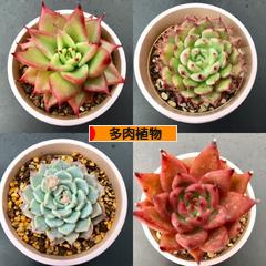 植物活力液 メネデール ｈｂ 101 リキダス の比較 四十郎の多肉ブログ