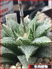 にほんブログ村 花・園芸ブログ 多肉植物へ
