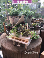 にほんブログ村 花・園芸ブログ 多肉植物へ