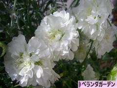 にほんブログ村 花ブログ ベランダガーデンへ