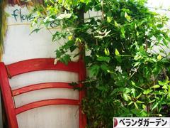 にほんブログ村 花ブログ ベランダガーデンへ
