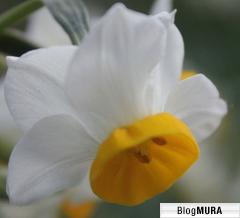 にほんブログ村 花ブログ ベランダガーデンへ