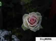 にほんブログ村 花ブログ ベランダガーデンへ