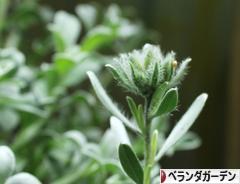 にほんブログ村 花ブログ ベランダガーデンへ