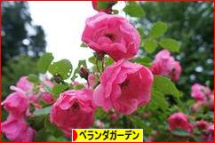 にほんブログ村 花・園芸ブログ ベランダガーデンへ