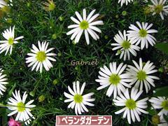 にほんブログ村 花・園芸ブログ ベランダガーデンへ