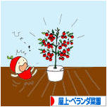 にほんブログ村 花ブログ 屋上・ベランダ菜園へ