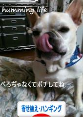 にほんブログ村 花ブログ 寄せ植え・ハンギングへ