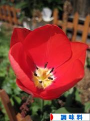 にほんブログ村 料理ブログ 調味料へ