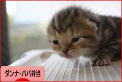 にほんブログ村 料理ブログ ダンナ弁当・パパ弁当へ