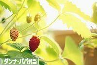 にほんブログ村 料理ブログ ダンナ弁当・パパ弁当へ