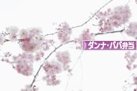 にほんブログ村 料理ブログ ダンナ弁当・パパ弁当へ