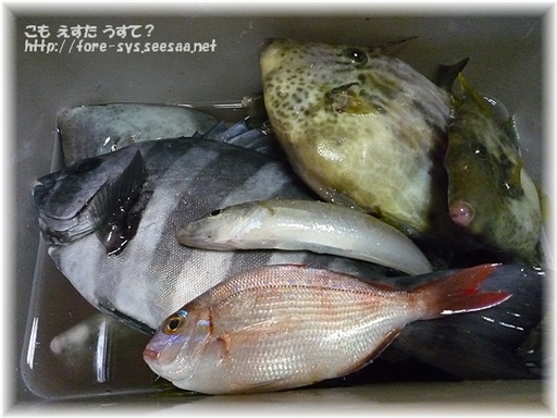 kawahagi6.jpg