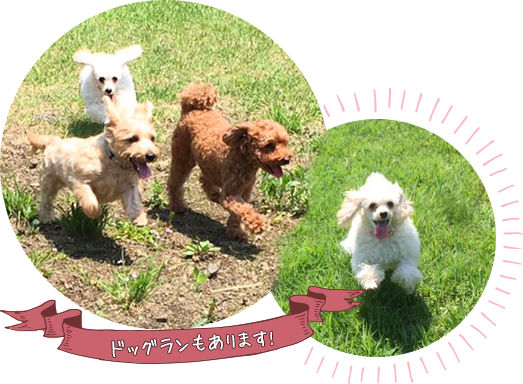 ドッグランもあります!