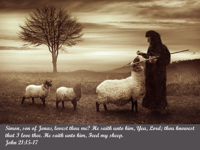 FEED MY SHEEP