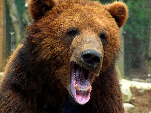 クマさん 気まま日記