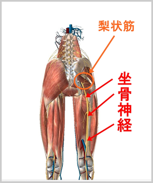 é¢é£ç»å