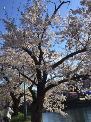 桜花
