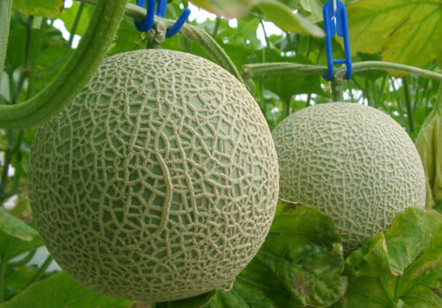 melongari5