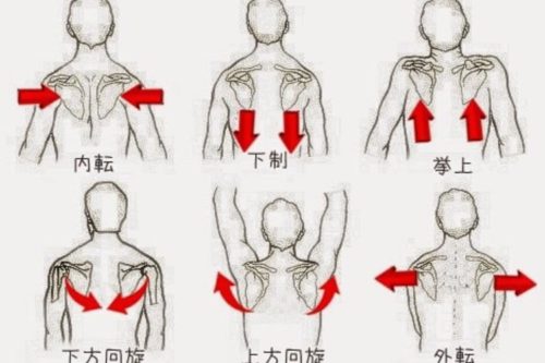 肩こり 肩甲骨はがし 筋膜リリース Fukumoto Sinkyuseikotsuiのブログ