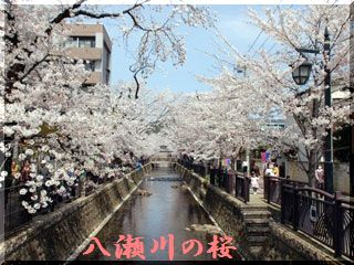 太田市を代表する桜スポット(^^♪舟木亭