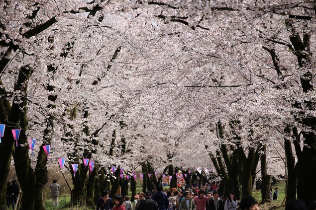 暖かな陽気に誘われてお花見を楽しむ春(^^♪舟木亭