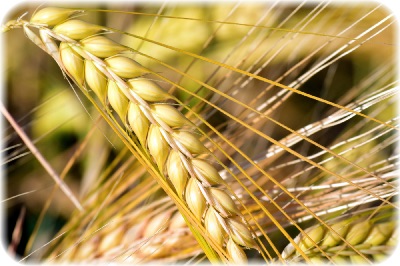 画像の説明 画像の説明