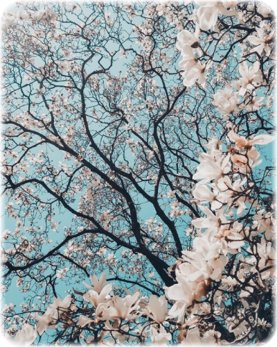 画像の説明