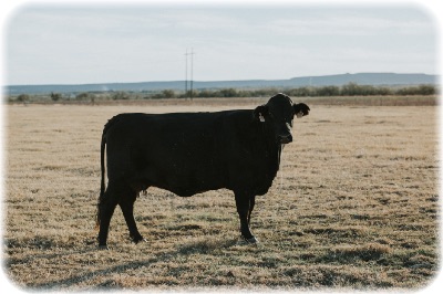 画像の説明 画像の説明